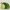 Rassel Raupe mit Vibration PlayQ