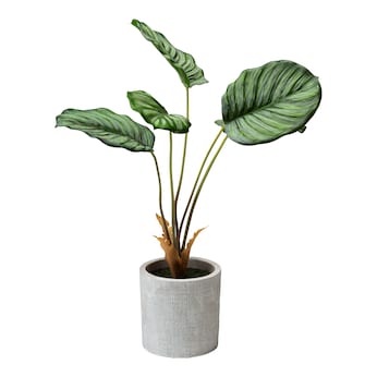 Kunstpflanze „Calathea“