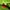 Rassel Raupe mit Vibration PlayQ