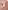 2er-Pack Baby Samtstrampler mit Bio-Baumwolle