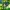 Citybike Sydney 20 Zoll / 24 Zoll