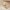 Greifling Rassel Holz Natur und Baumwolle Reh - ab Geburt
