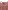 Baby-Set: Samtkleid & Strumpfhose