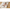 5er-Pack Bodys langarm Tiny Forest