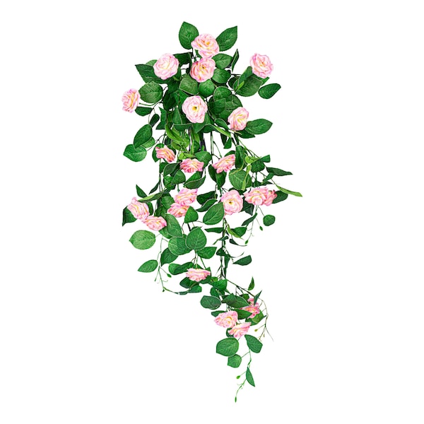 rosa