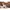 Teller mit Zellulose